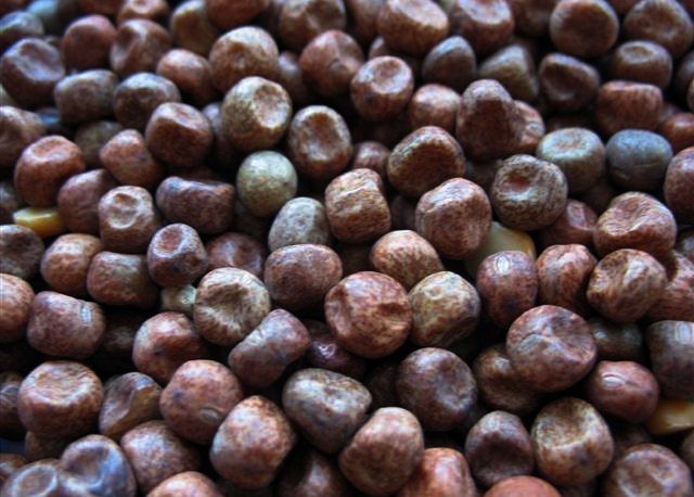 Maple Peas