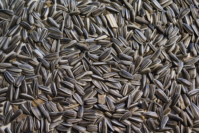Sunflower Seed