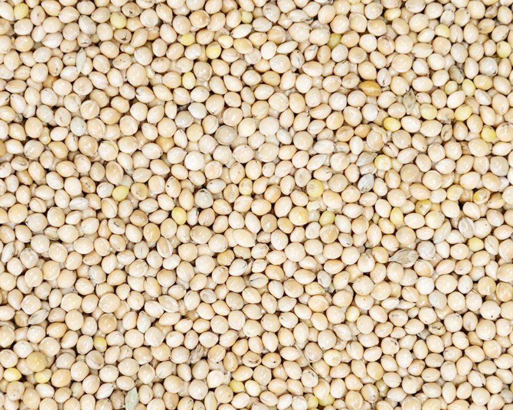 White Millet