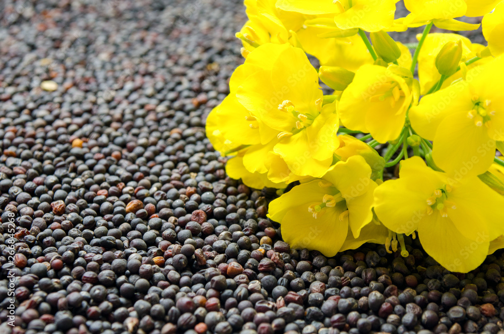 Canola seeds