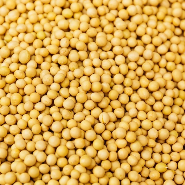Yellow Mustard