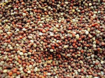 Brown Mustard