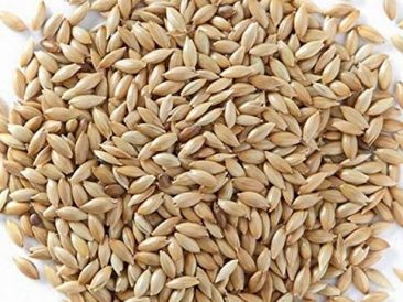 Canary Seed