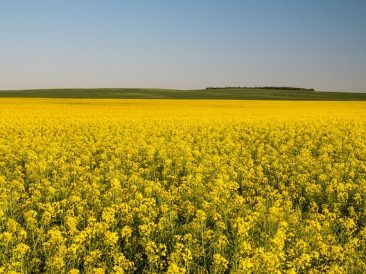 Canola
