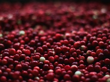 Cranberry Beans