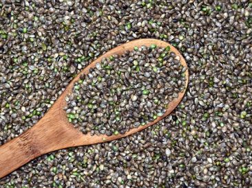 Hemp Seeds