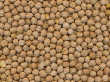 Kabuli Chickpeas