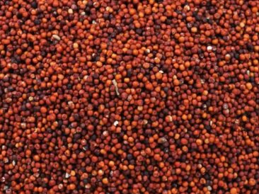 Red Millet