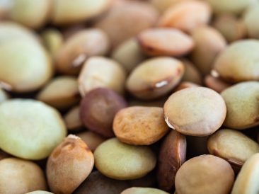 Richlea Lentils