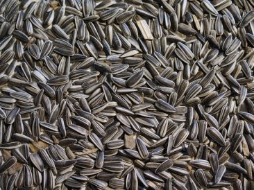 Sunflower Seed