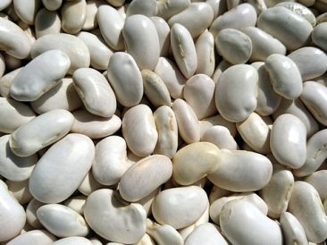 White Kidney Beans