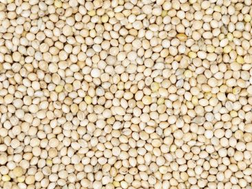 White Millet
